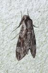Agrius convolvuli