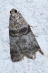 Sciota rhenella