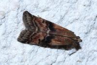Rhodophaea formosa