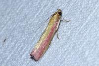 Oncocera semirubella