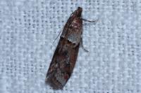 Acrobasis bithynella