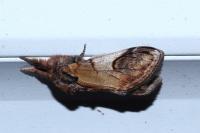 Notodonta ziczac