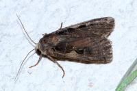 Xestia c-nigrum