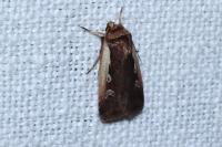 Ochropleura plecta