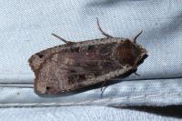 Noctua pronuba