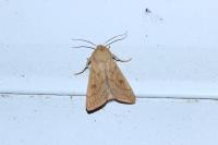 Mythimna vitellina