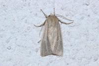 Mythimna straminea