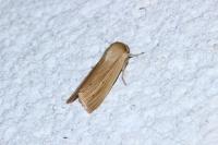 Mythimna pallens