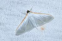 Palpita vitrealis