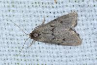 Apaidia mesogona