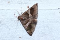 Dysgonia algira