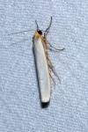 Eilema caniola
