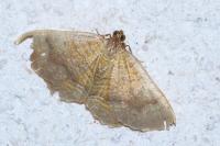 Camptogramma bilineata