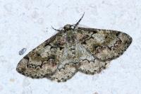 Cleorodes lichenaria