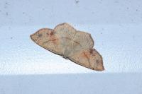 Cyclophora punctaria