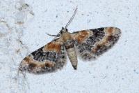Eupithecia linariata