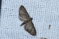 Eupithecia virgaureata