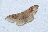Idaea degeneraria
