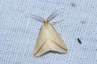 Rhodometra sacraria