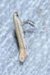 Aspilapteryx tringipennella
