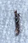 Parectopa ononidis