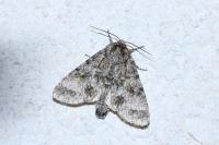 Acronicta megacephala
