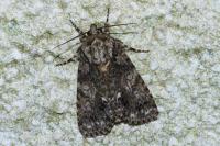 Acronicta rumicis