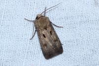 Agrotis exclamationis