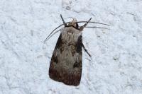 Agrotis puta