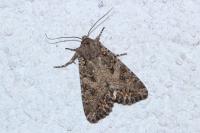 Anarta trifolii
