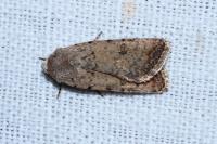 Caradrina clavipalpis