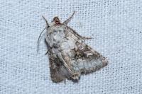Hecatera bicolorata
