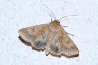 Helicoverpa armigera