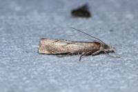 Agriphila geniculea