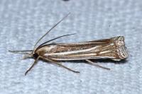 Ancylolomia tentaculella