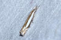 Crambus pascuella