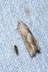 Eucosma conterminana