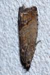 Cydia splendana
