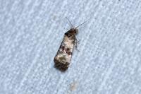 Cochylis molliculana