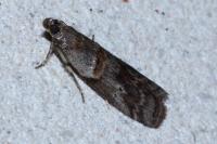 Acrobasis bithynella