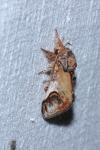 Notodonta ziczac