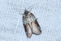 Nycteola siculana
