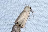 Mythimna sicula