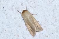 Mythimna pallens