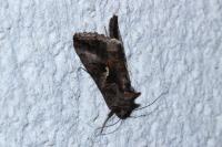 Autographa gamma