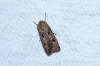 Agrotis exclamationis