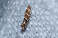 Cameraria ohridella
