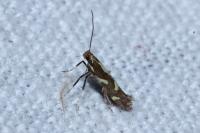 Calybites phasianipennella