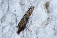 Acrocercops brongniardella