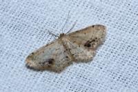 Idaea dimidiata